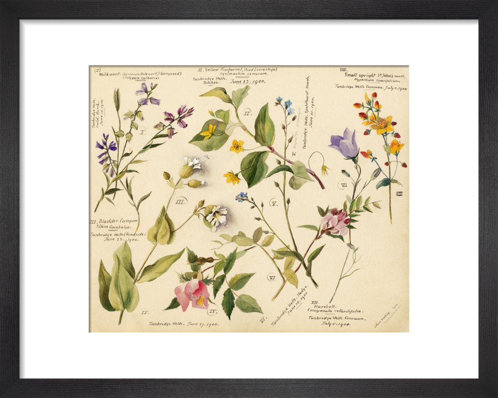 Wildflower composite – RHS Prints