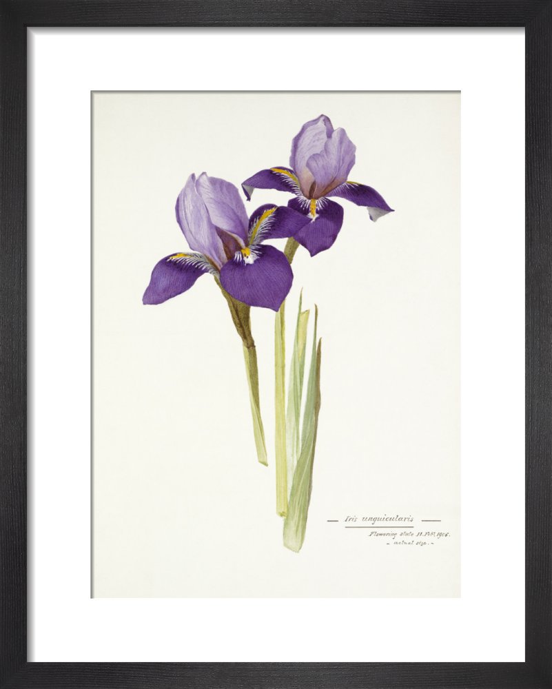'Iris unigularis' – RHS Prints