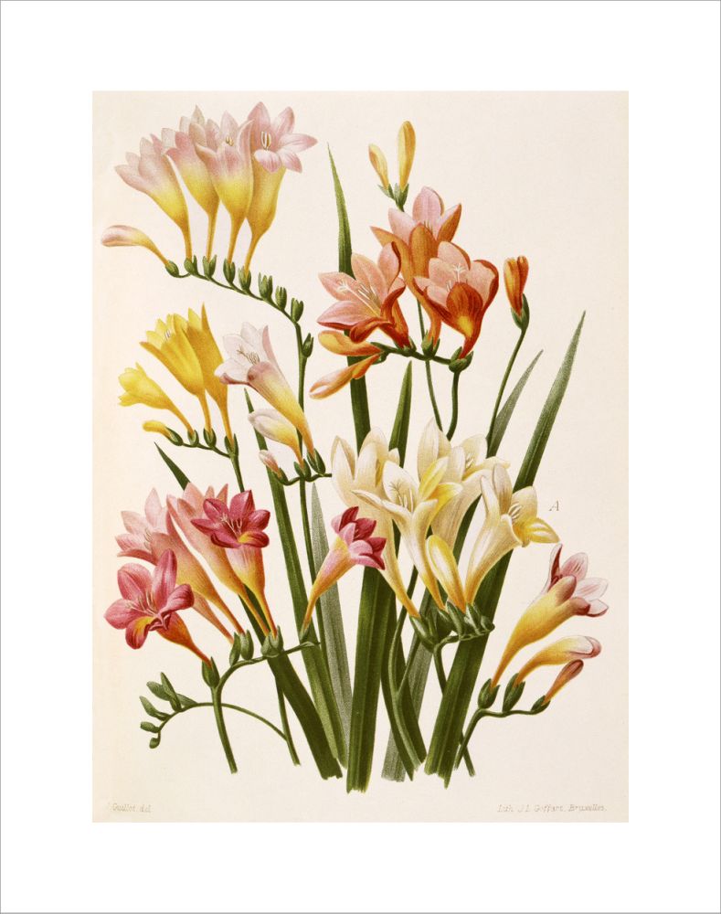 絵画 freesia  sizeF3 Freesia corymbosa – RHS Prints