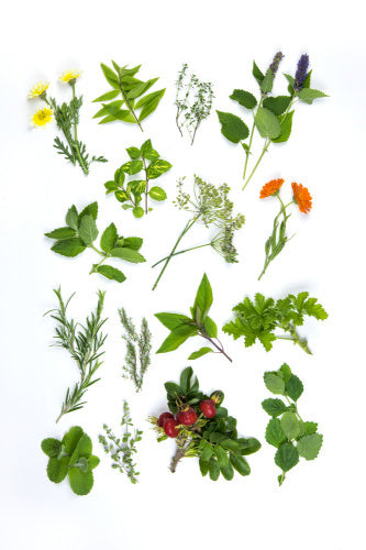 Herbs for infusion