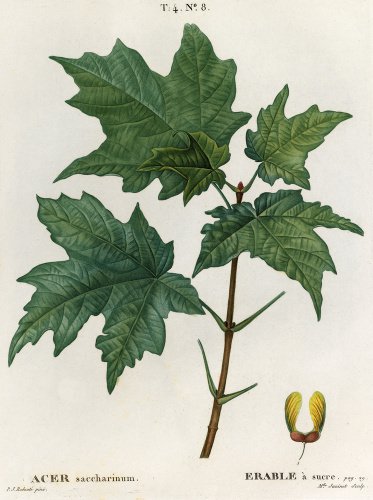 Acer saccharinum, Erable a sucré
