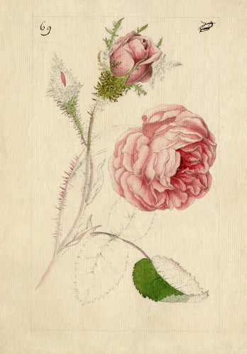 Rosa centifolia 'Muscosa'