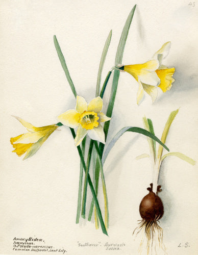 Amaryllidaceae, Narcissus