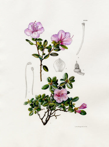 Rhododendron dauricum var. sempervirens