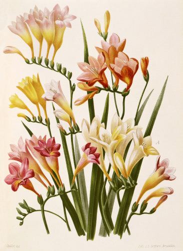Freesia corymbosa – RHS Prints