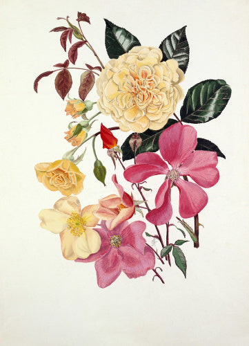 Rosa 'Buff Beauty', Rosa × odorata 'Mutabilis'