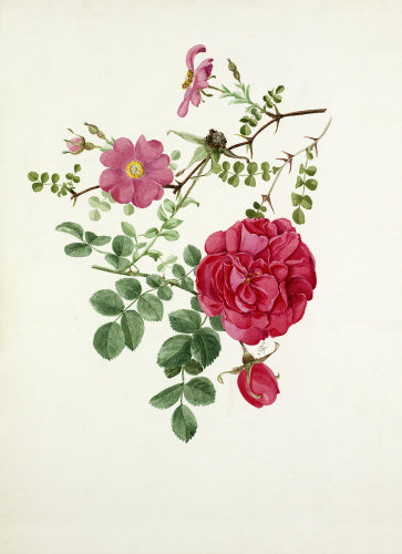 Rosa multibracteata, Rosa 'Cerise Bouquet'