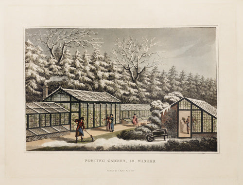 Forcing garden, in Winter