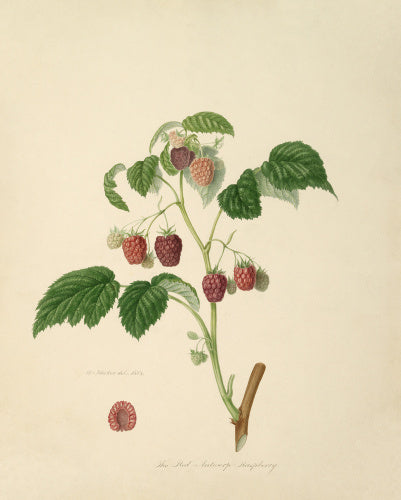 The Red Antwerp Raspberry
