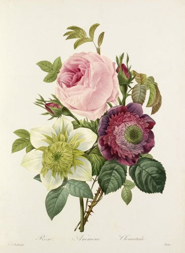 'Rose, Anemone, Clematide'