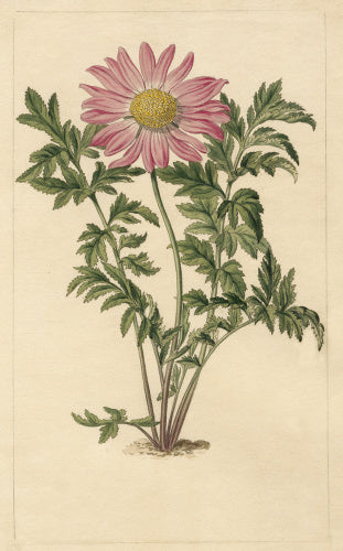 Chrysanthemum roseum
