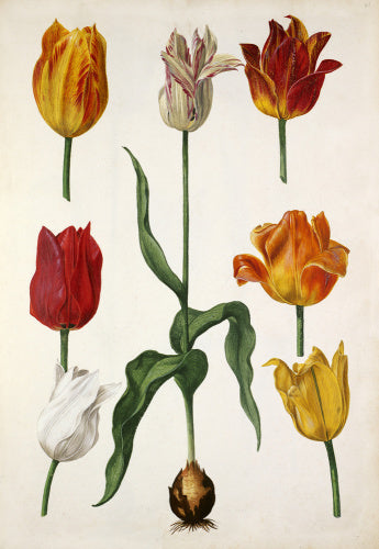 Tulipa cultivars