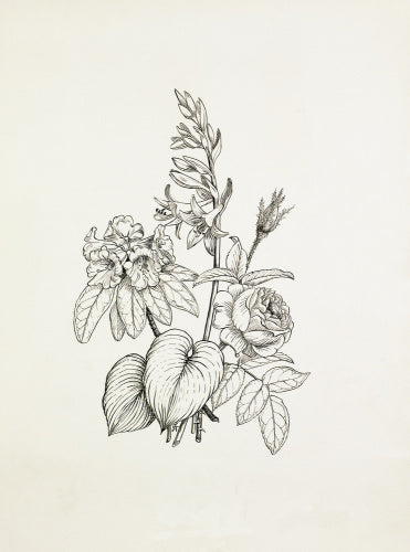 Hosta, Rhododendron, Rose