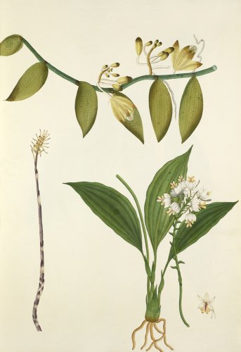 'Vanilla, Podanthera and C.viratrifolia var.'