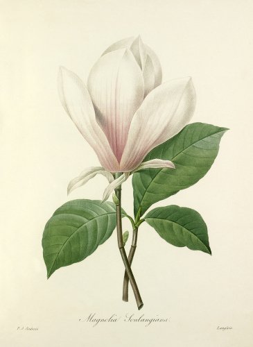 Magnolia Soulangiana
