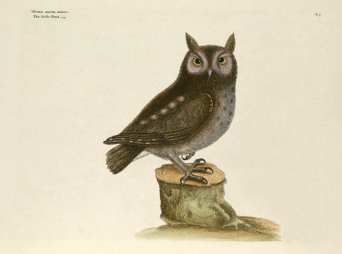 'Noctua aurita minor, The Little Owl'