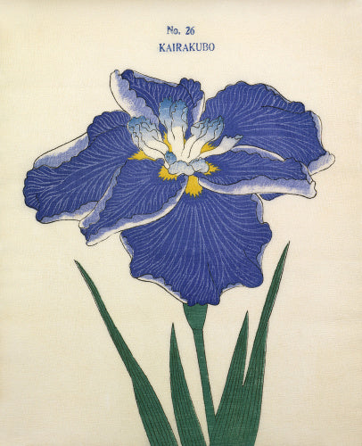 Iris Kairakubo