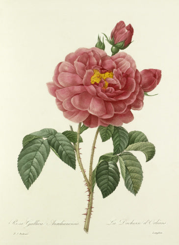 Rosa Gallica Aurelianensis : La Duchesse d'Orléans
