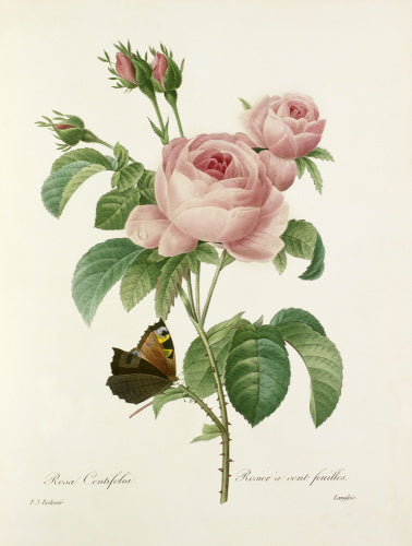 Rosa Centifolia : Rosier à cent feuilles