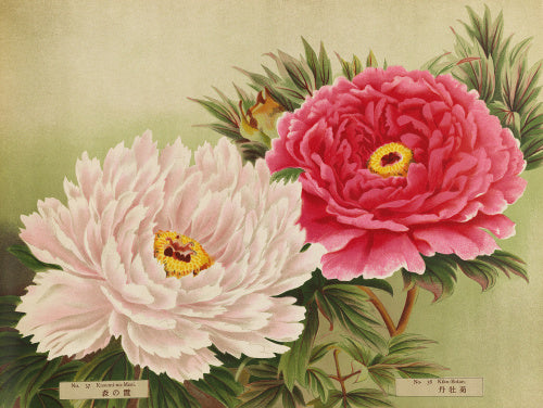 No.37 Kasumi-No-Mori and No.38 Kiku-Botanis