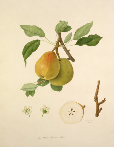 The White Buerrée Pear