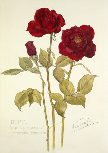 Rose 'Hoosier Beauty'