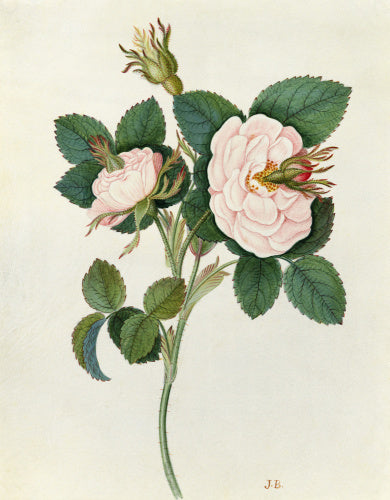 'Rose'