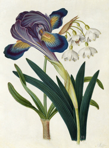 'Painted Iris and Summer Snowdrop'