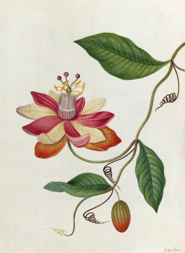 'Monier's Passion Flower'
