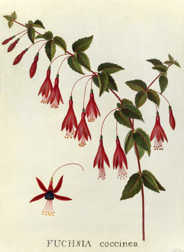 'Fuchsia coccinea'