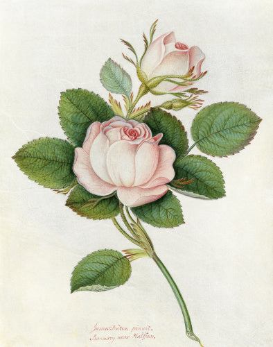 'Blush Provence rose'