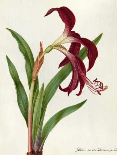 'Jacobean Lily'