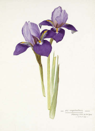 'Iris unigularis'