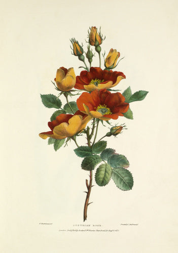 Austrian Rose