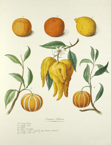'Oranges et Citrons'