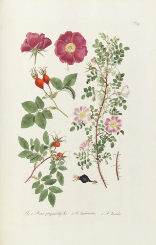 Fig 1. Rosa pimpinellifolia, 2. R turbinata, 3. R lucida.
