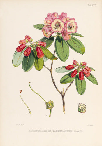 'Rhododendron candelabrum'