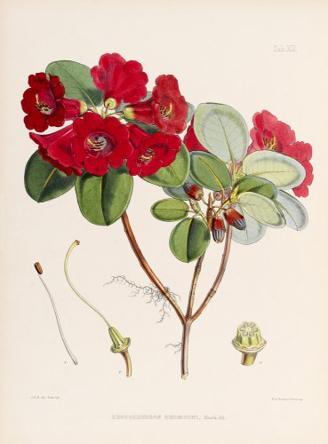 'Rhododendron thomsoni'
