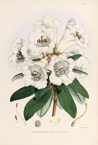 'Rhododendron dalhousiae'