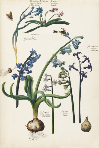Hyacinthus flo Caeruleo