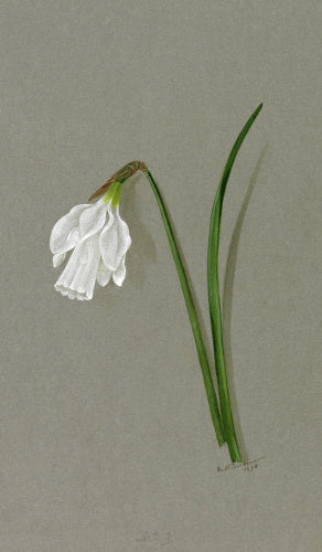 'Narcissus tortuosus'
