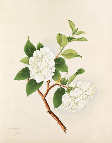 [Camellia japonica, white double]