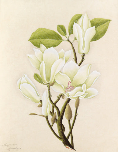 'Magnolia conspicua' [Magnolia denudata]